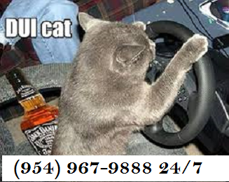 cat steering wheel