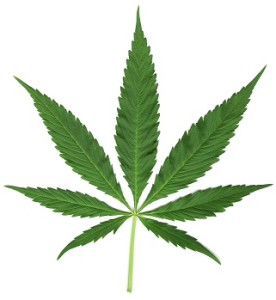 marijuana